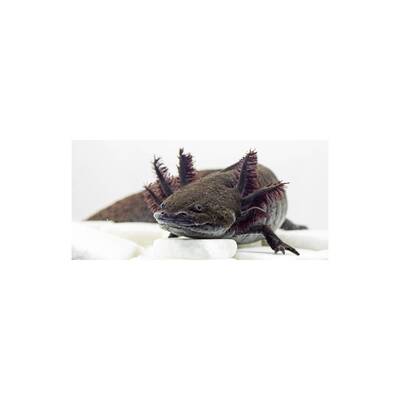 Axolotl Mexicanum Black Nero M/L
