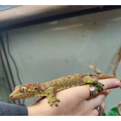 Rhachodactylus Chahoua pair (1.1)