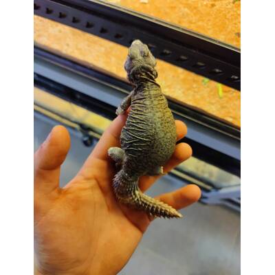 Uromastyx Ornata Philbyi Male (1.0)