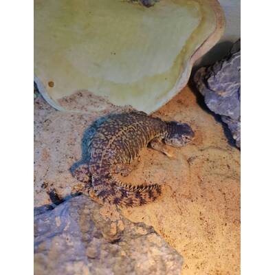 Uromastyx Geyri (0.0.1)