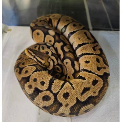 Python Regius Ghost - Pastel Ball Python Female (0.1)