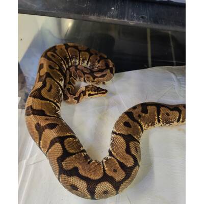 Python Regius Cinnamon-Fire-Granit Ball Python (0.1)