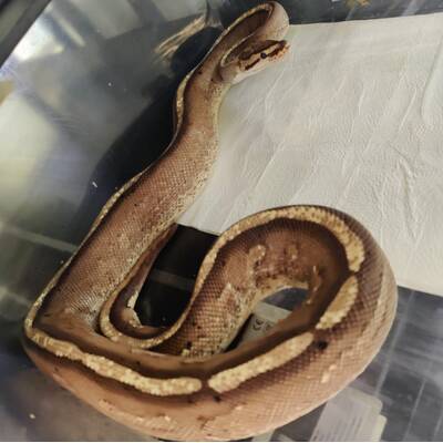 Python Regius Gravel Specter Ball Python Female (0.1)