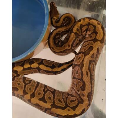 Python Regius Mojave-Woma Ball Python (0.1)