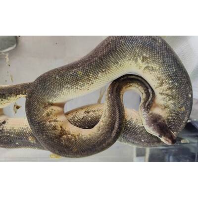 Python Regius Super Cinnamon-Pastel Ball Python Female (0.1)