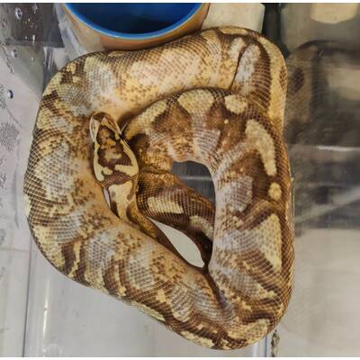 Python Regius Enchi-Super Gravel-Spider Ball Python Female (0.1)