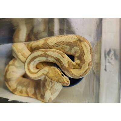 Python Regius Creme-Fire-Lesser Ball Python Male (1.0)