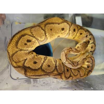 Python Regius Black Head Pinstripe Ball Python (0.1)