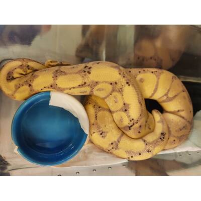 Python Regius Coral Glow (Banana) Butter poss. Enchi Ball Python (1.0)