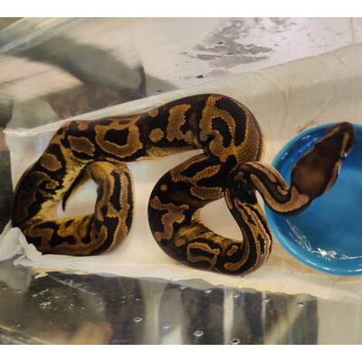 Python Regius Leopard Piebald Female (0.1)