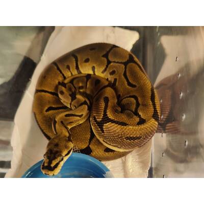 Python Regius Leopard Spider Ball Python (0.1)