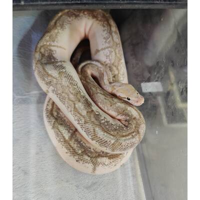 Python Regius Bamboo Coral Glow (Banana) Creme Female (0.1)