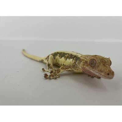 Crested Gecko Lilly White Female (0.1)