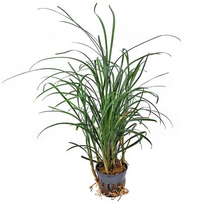 Stoffels Ophiopogon Japonicus