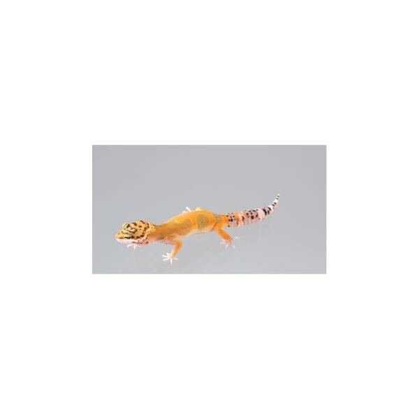 Eublepharis Macularius Leopard gecko Mandarin Female (0.1)