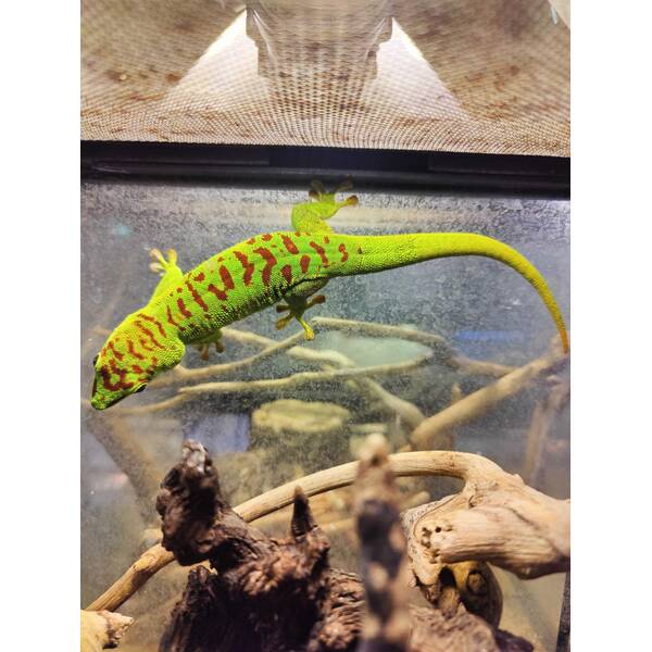 Phelsuma Grandis High Red Male (1.0)