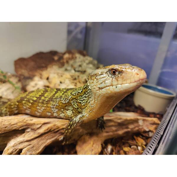 Blue-Tongued Skink Tiliqua Gigas Keyensis Adult (0.0.1)