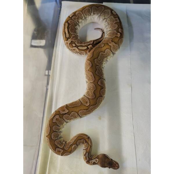 Python Regius Bamboo Cypress Ball Python Female (0.1)