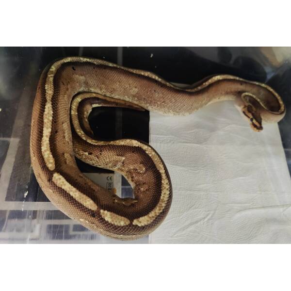 Python Regius Gravel Specter Ball Python Female (0.1)