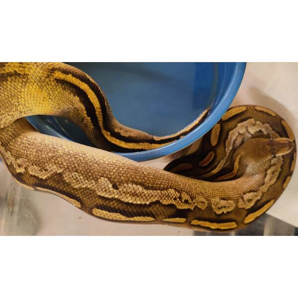 Python Regius Bongo Cypress Pastel Ball Python Female (0.1)