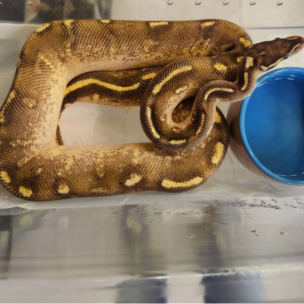 Python Regius Super Gravel Male (1.0)