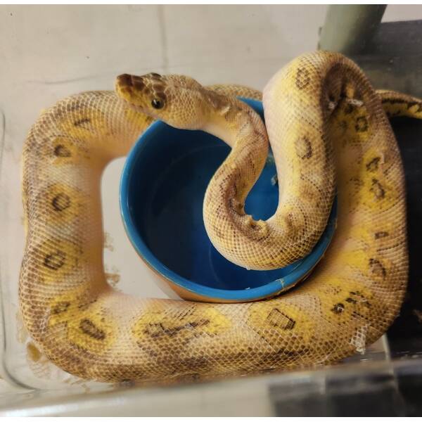 Python Regius Clown Bongo Super Pastel Male (1.0)