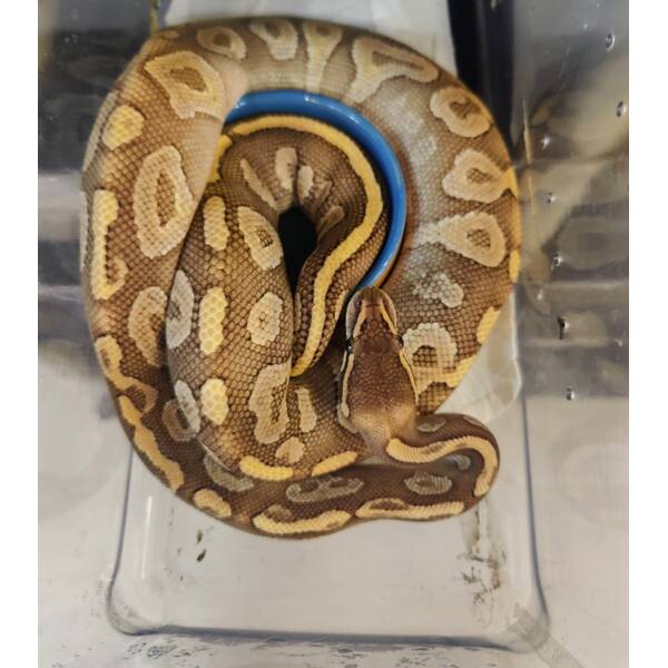 Python Regius Phantom-Special (Crystal) Ball Python Female (0.1)