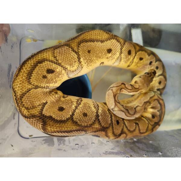 Python Regius Black Head Pinstripe Ball Python (0.1)