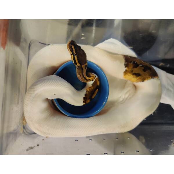 Piebald Possible Dalmatian Kings Python NZ/19 Python Regius Male (1.0)