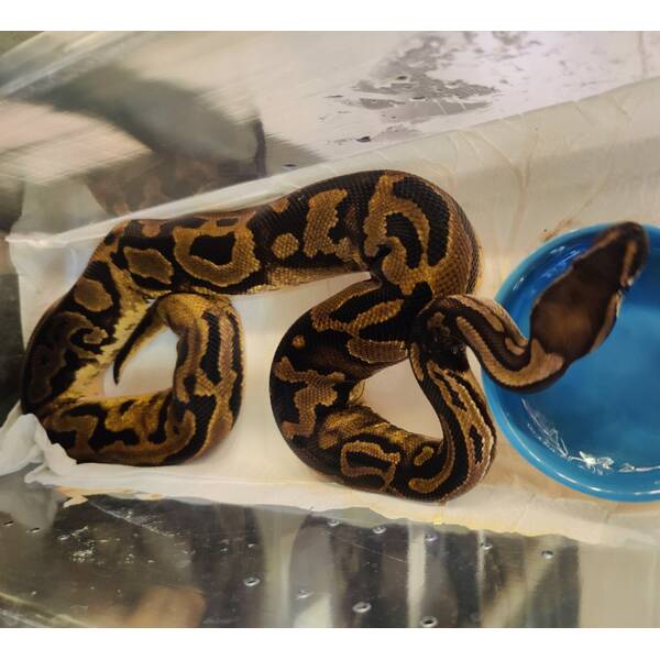 Python Regius Leopard Piebald Female (0.1)