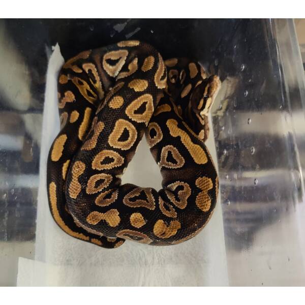 Python Regius Phantom poss.Gravel Ball Python Female (0.1)