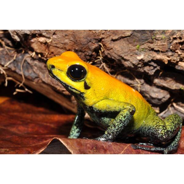 Phyllobates Bicolor (eu-bred) L