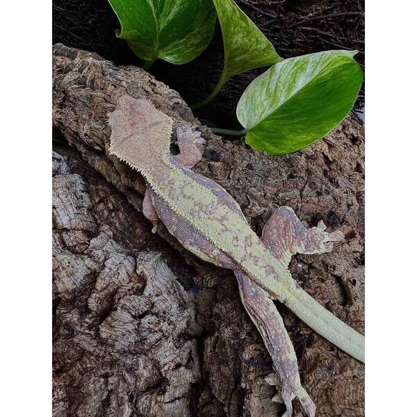 Rhacodactylus Lilly White 1 Female (0.1)