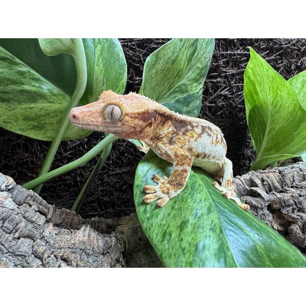 Rhacodactylus Lilly White 4 Female (0.1)