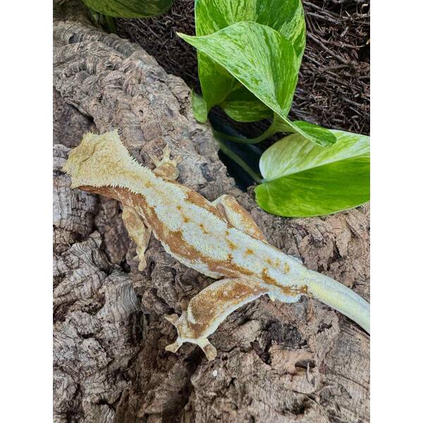 Rhacodactylus Lilly White Male (1.0)