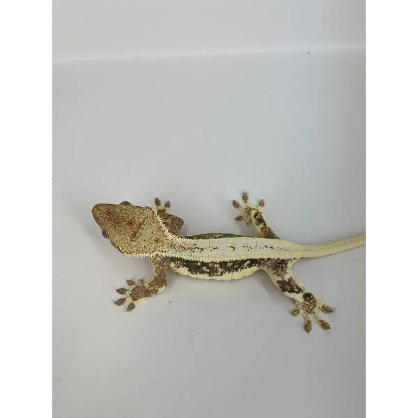 Crested Gecko Lilly White Female (0.1)