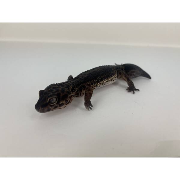 Eublepharis macularius Black Night Leopard gecko Female (0.1)