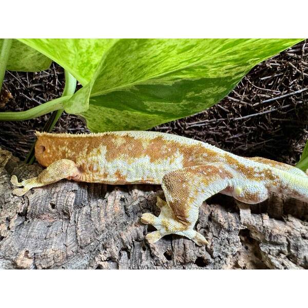 Rhacodactylus Lilly White Male (1.0)