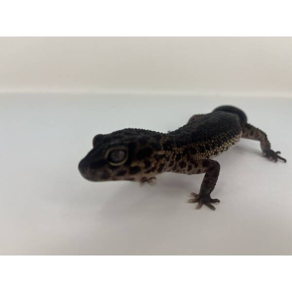 Eublepharis macularius Black Night Leopard gecko Female (0.1)