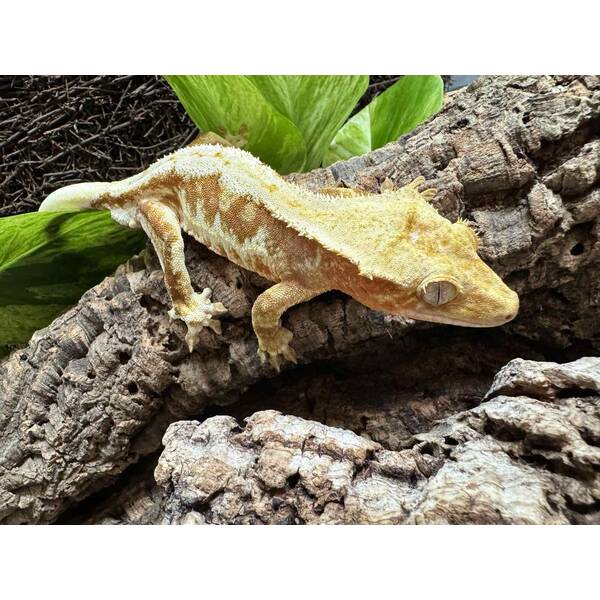 Rhacodactylus Lilly White Male (1.0)