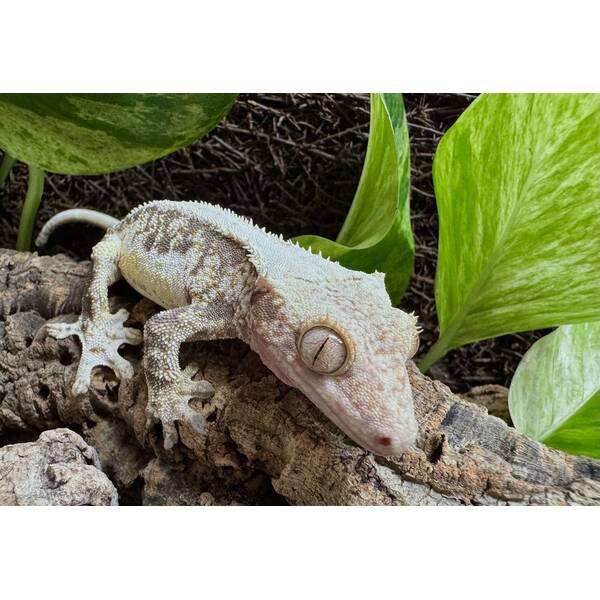 Rhacodactylus Lilly White 2 Male (1.0)