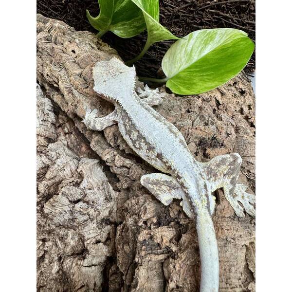 Rhacodactylus Lilly White 2 Male (1.0)